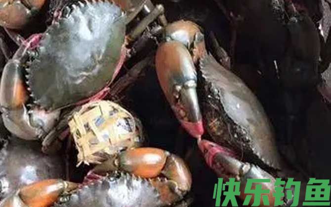 青蟹和大闸蟹的区别(图3)