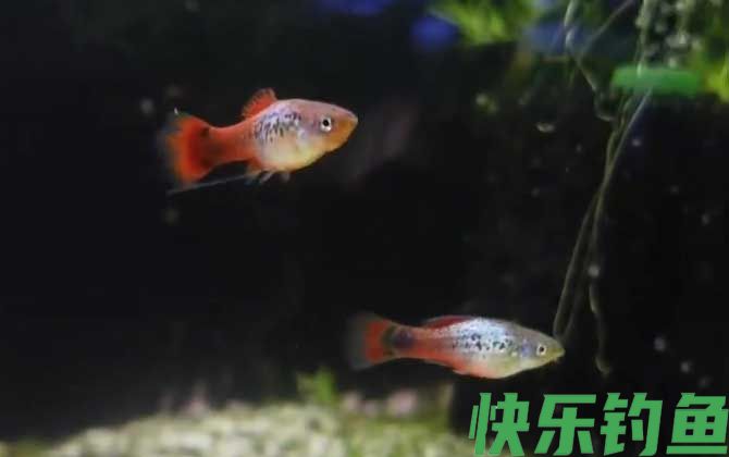 月光鱼是什么鱼(图2)