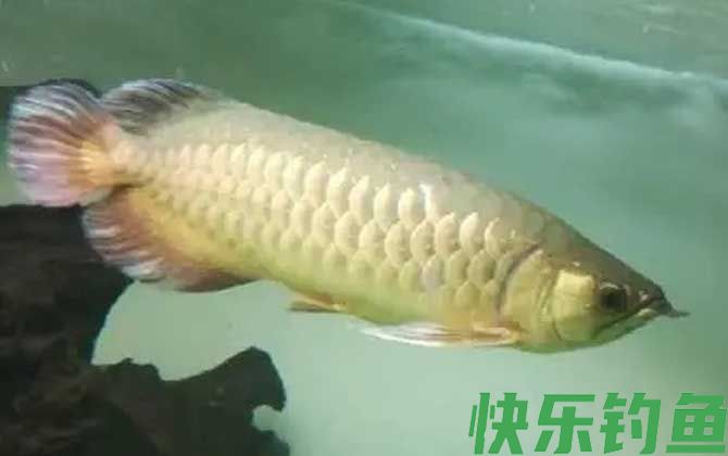 雀鳝可以和什么鱼一起养(图3)