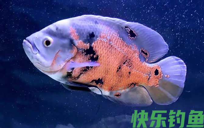 雀鳝可以和什么鱼一起养(图4)