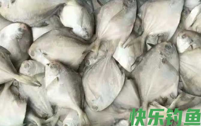 银鲳鱼是深海鱼还是浅海鱼(图2)