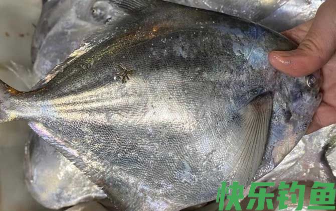 银鲳鱼是深海鱼还是浅海鱼(图3)