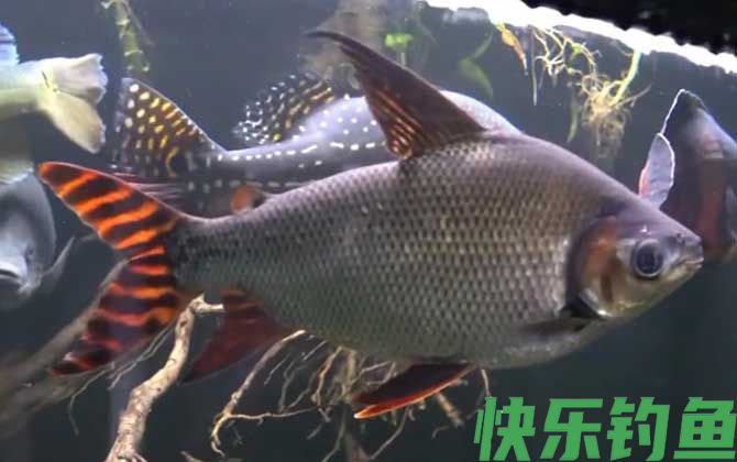 飞凤鱼价格多少钱一条(图1)