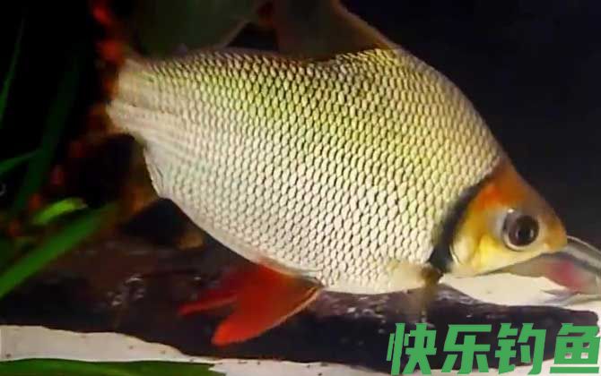 飞凤鱼价格多少钱一条(图2)