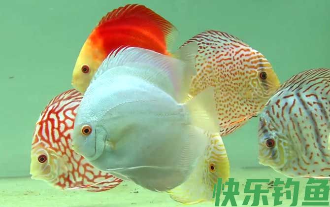 七彩神仙鱼多久繁殖一次(图1)