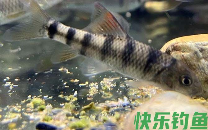 光唇鱼有毒吗(图3)
