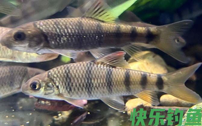 光唇鱼有毒吗(图1)