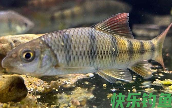 光唇鱼有毒吗(图2)