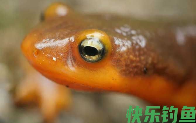 蝾螈毒素和河豚毒素一样吗(图1)