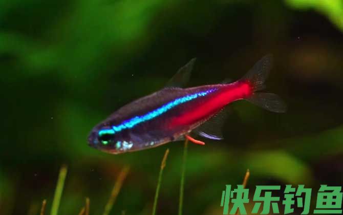 月光鱼可以和什么鱼混养(图1)
