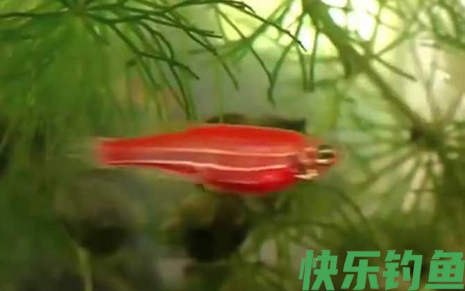 月光鱼可以和什么鱼混养(图5)