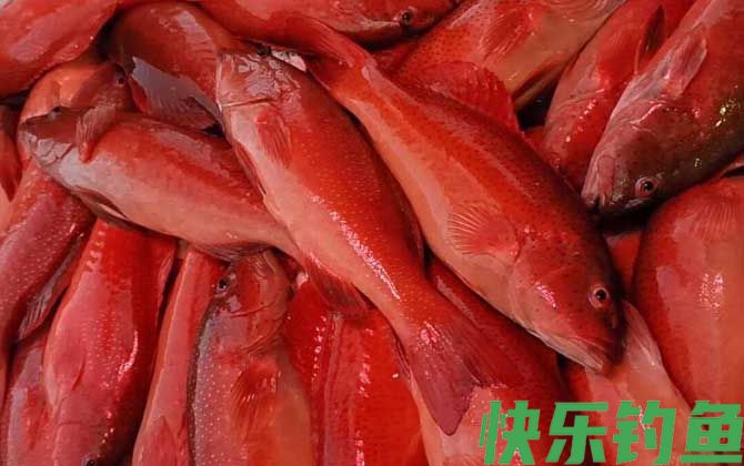 老鼠斑和东星斑哪个贵(图2)