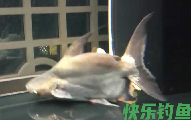 小蓝鲨是什么鱼(图4)