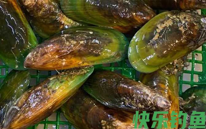 贻贝和青口贝的区别(图2)