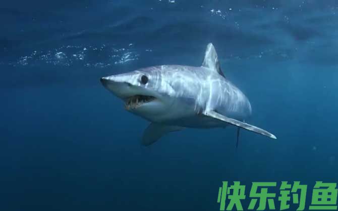 鲨鱼种类及图片大全(图2)