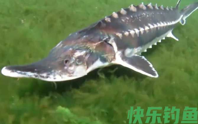 中华鲟吃什么食物(图3)