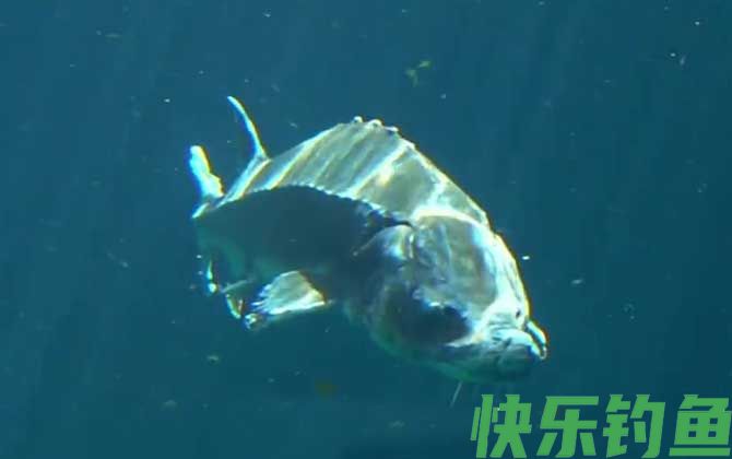 中华鲟吃什么食物(图2)