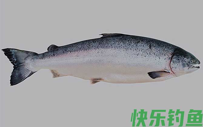 最适合孩子吃的八种鱼(图2)