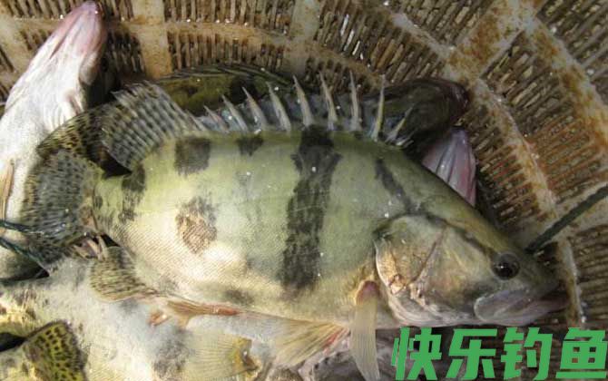 最适合孩子吃的八种鱼(图4)