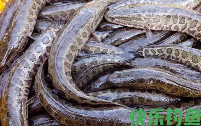 最适合孩子吃的八种鱼(图6)