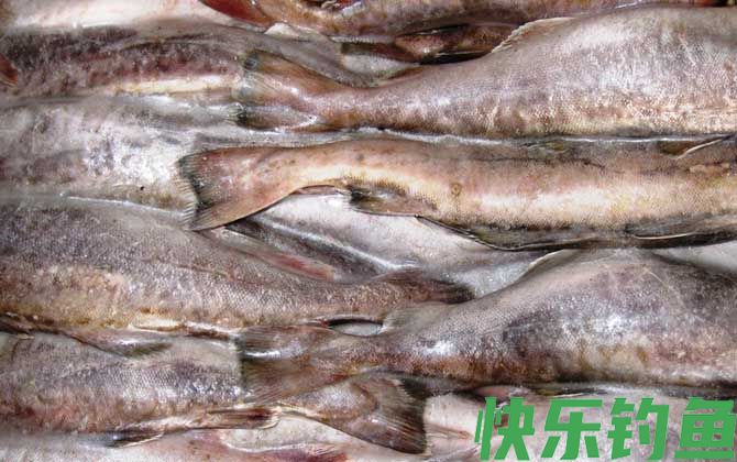 最适合孩子吃的八种鱼(图8)