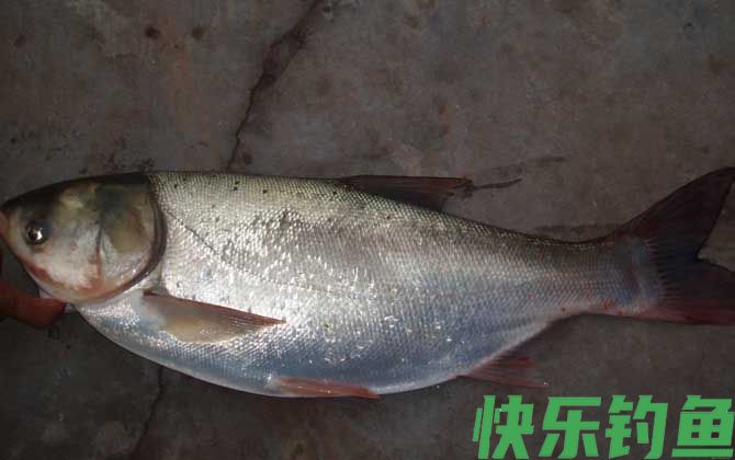 白鲢的肉质真的不好吗(图2)