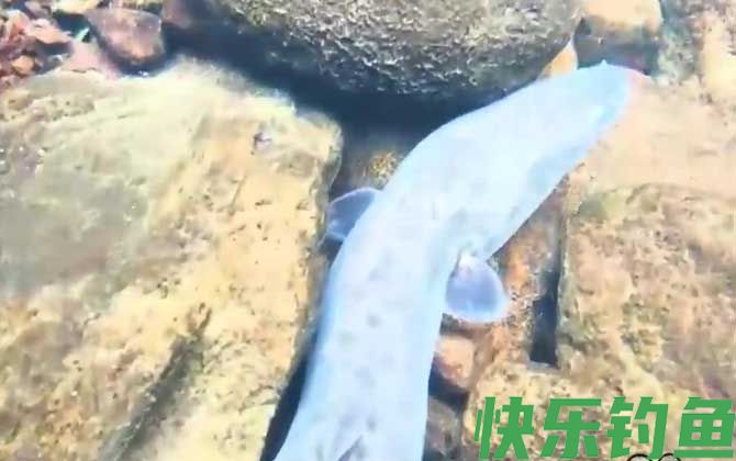 花鳗鲡是什么鱼(图3)