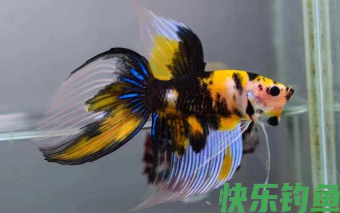 马尾斗鱼什么鱼(图2)