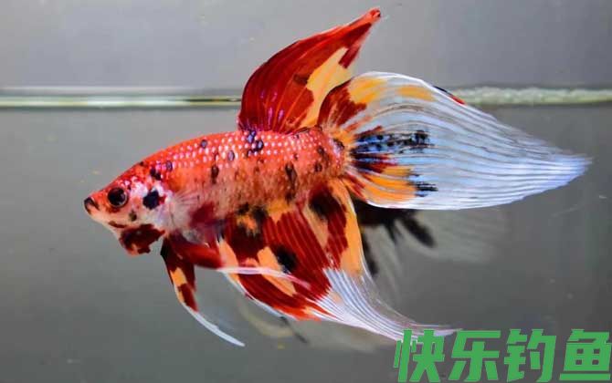 马尾斗鱼什么鱼(图1)