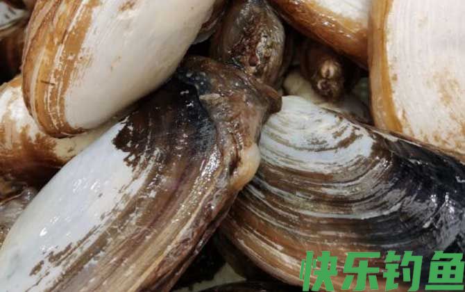 象拔蚌学名叫什么(图2)