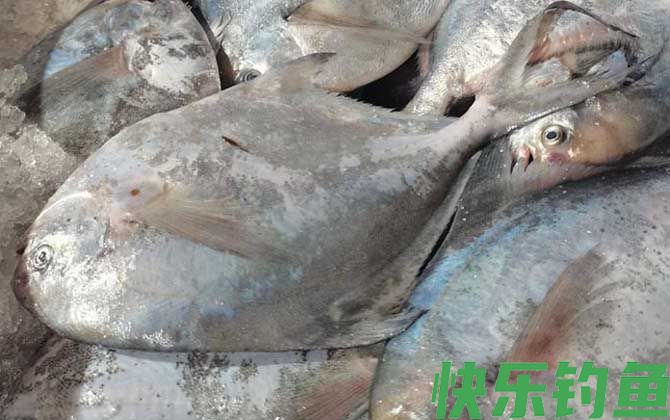 红鲳鱼和鲳鱼的区别(图2)