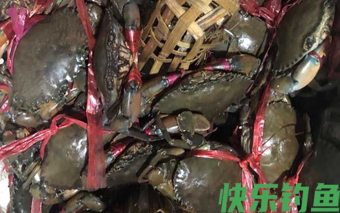 青蟹怎么保存不容易死(图3)