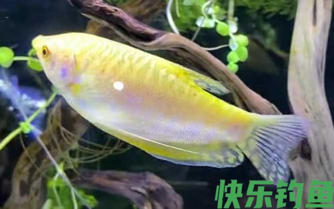 曼龙鱼怎么养才能养活(图3)