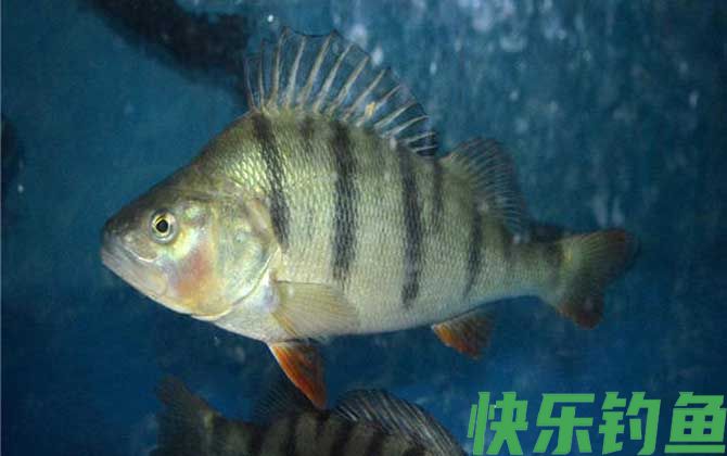 鲈鱼是海鱼吗(图3)