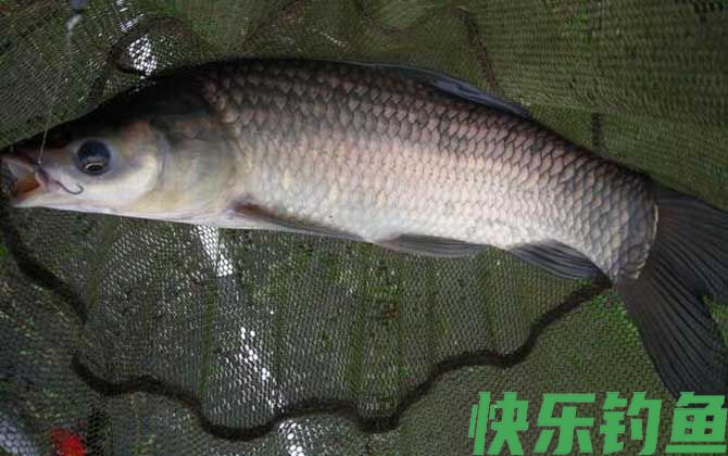 青鱼和鲅鱼有什么区别(图3)