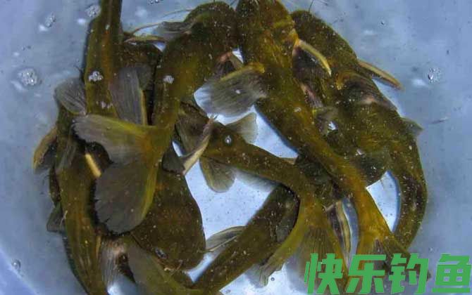 黄骨鱼和黄辣丁是一种鱼吗(图1)
