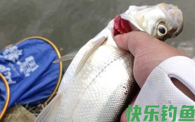 翘嘴为什么出水就死了(图1)