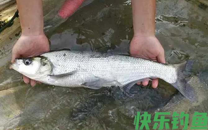翘嘴为什么出水就死了(图3)