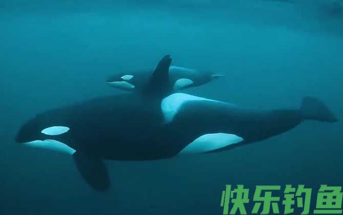 虎鲸和蓝鲸谁厉害(图1)