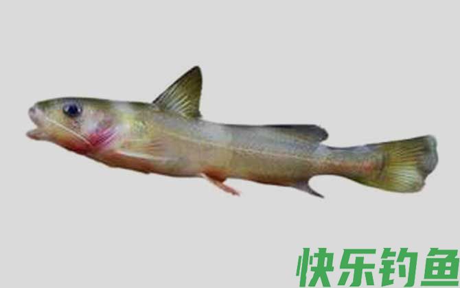 切尾拟鲿是什么鱼(图1)