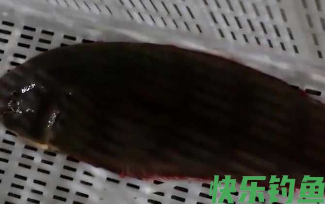 龙利鱼有鱼鳞吗(图3)