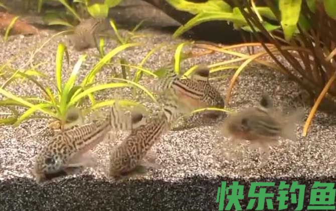 鼠鱼怎么分公母(图3)