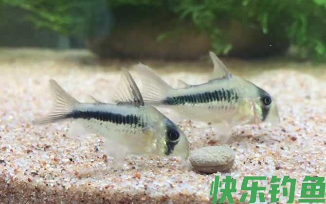 鼠鱼怎么分公母(图2)