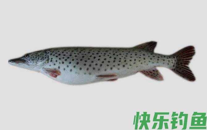 黑斑鱼是什么鱼(图2)