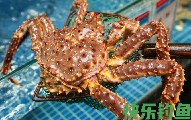螃蟹价格多少钱一只(图6)