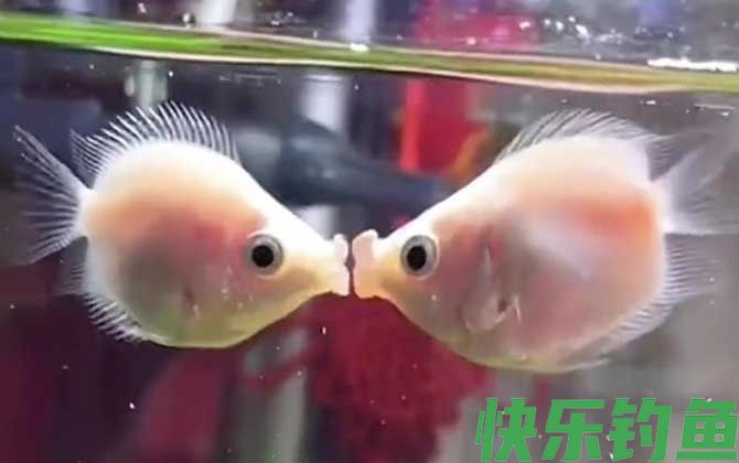 接吻鱼能和孔雀混养吗(图1) 接吻鱼能和孔雀混养吗(图1)