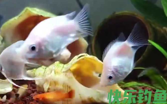 接吻鱼能和孔雀混养吗(图3) 接吻鱼能和孔雀混养吗(图3)