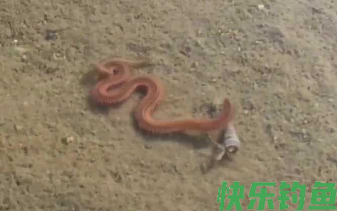 沙蚕在淡水里能活吗(图2)