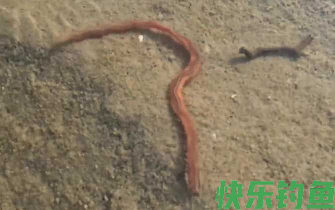 沙蚕在淡水里能活吗(图3)