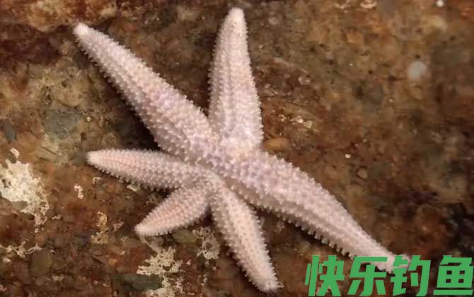 海星有毒吗(图1)